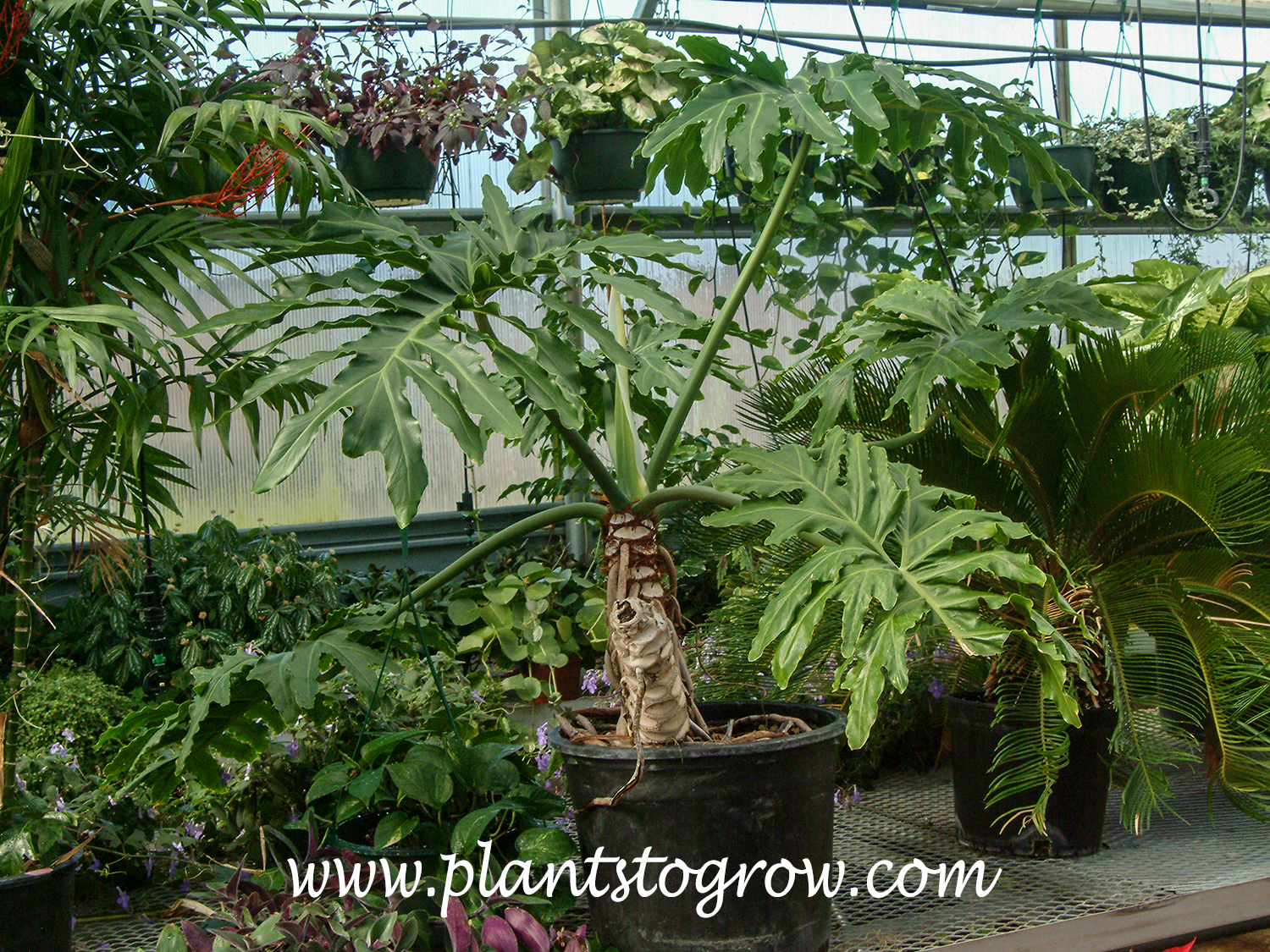 Selloum Philodendron (Philodendron bipinnatifidum)
This plant is over 25 years old.  Would be larger but is used in a dim indoor area and is brought into the greenhouse for some R and R to recover and regrow.